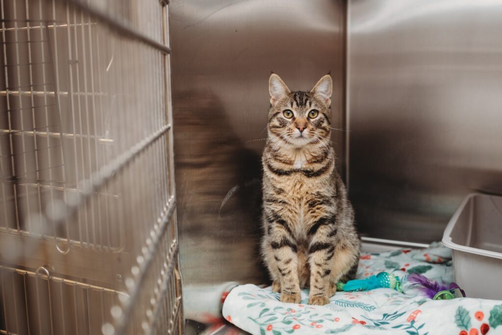 Cat resting in a veterinary holding area at Memorial Veterinary Hospital in Dickson City Pennsylvania